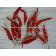 12no.chilli supplier from india